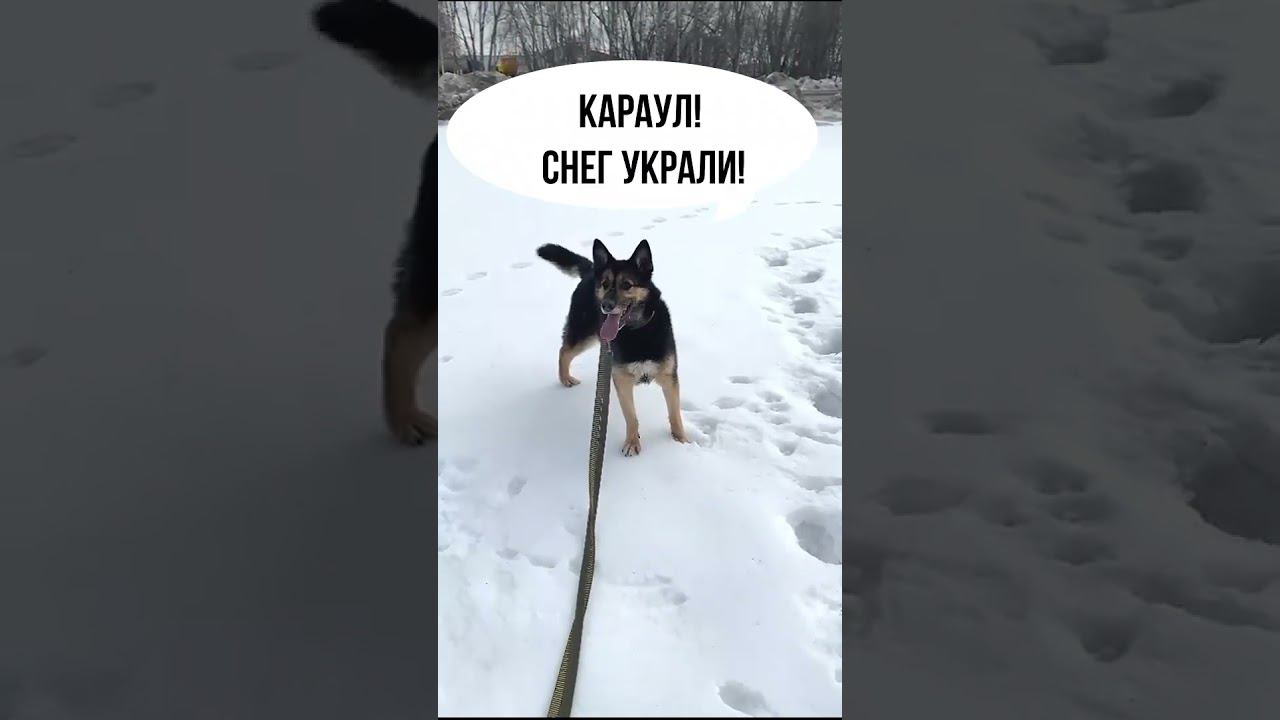 Микки ждет весну  #возьмисобакуизприюта #лучшедома