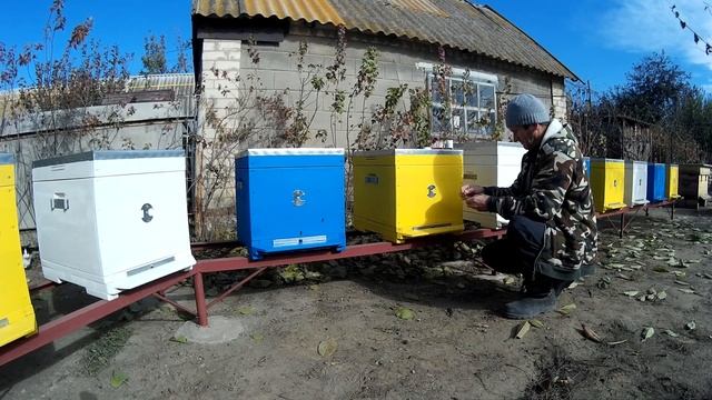 Борьба с клещом Варроа. Осенняя обработка пчёл от клеща препаратом Апивароль смотреть онлайн