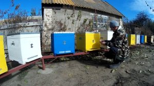 Борьба с клещом Варроа. Осенняя обработка пчёл от клеща препаратом Апивароль