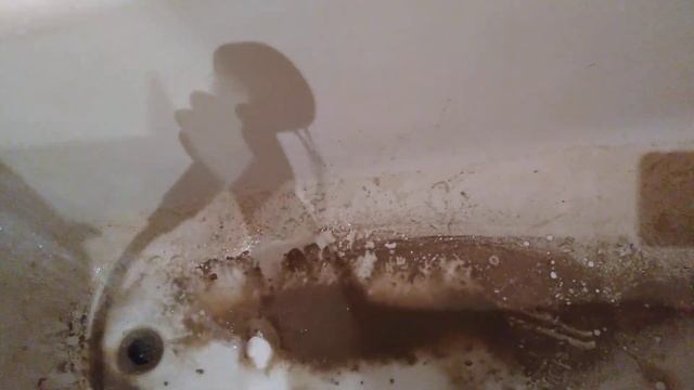 шок?я пыталась помыть ванну но что-то пошло нетак... ??{Lps} смотреть онлайн