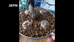 Эволюция гранулированного удобрения для бонсай за месяц. Как работают удобрения?