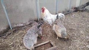 Куры ЛЕГБАР не прижились в моем хозяйстве.