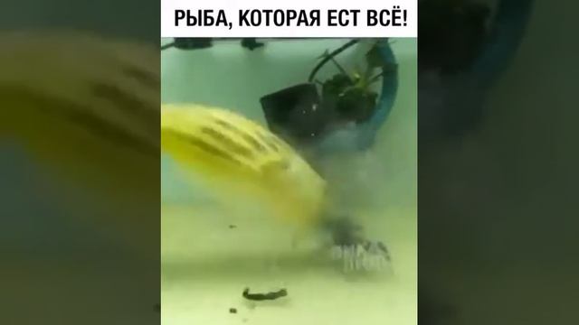 Рыба которая ест все