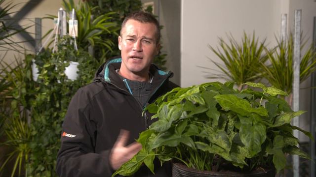 Eden Collection - Syngonium Mottled bij de Grote Tuinverbouwing смотреть онлайн