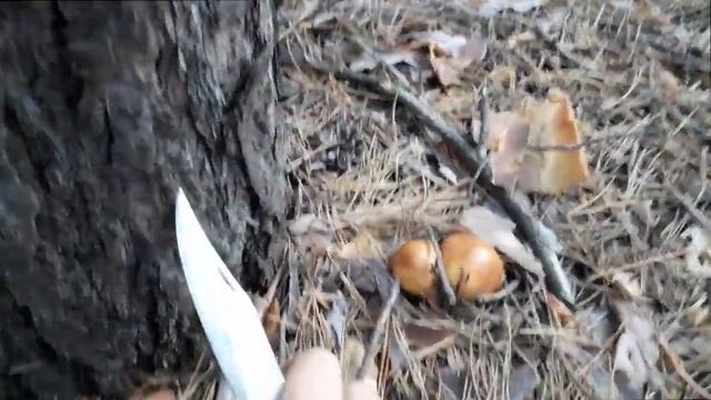 Боровой, рыжик и маслёнок зернистый смотреть онлайн