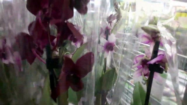 Свежий завоз цветов в Леруа г.Кемерово 14.01.2020г. смотреть онлайн