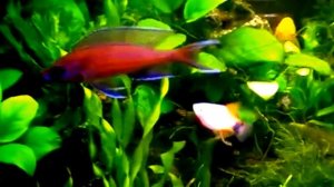 Мох феникс в аквариуме