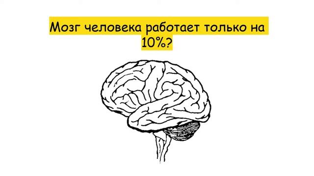 Строение центральной нервной системы смотреть онлайн