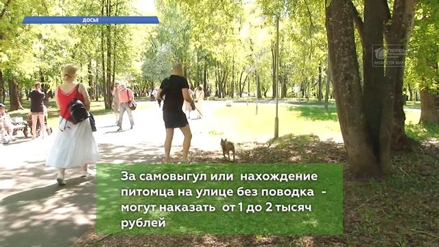 Кировчан штрафуют из- за собак