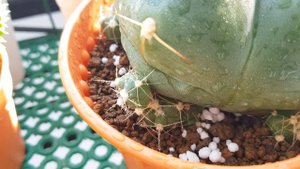 Gymnocalycium Horstii Cactus Babies!!!