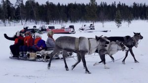Катание на оленях в Саамской деревне в Мурманской области #мурманск #хаски #олень