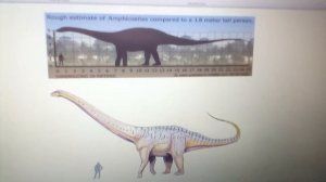 Мараапунизавр - гребнистый и большой зауропод, и все про амфицелию