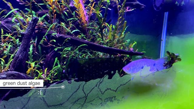 Hygrophila Pinnatifida UK (Preview) - No Substrate + Green Dust Algae - Planted Tank смотреть онлайн