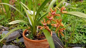 Орхидеи мини ЦИМБИДИУМ. Адаптация и первое цветение.