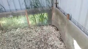 Французский бройлер в 70 дней. Вес тушки.