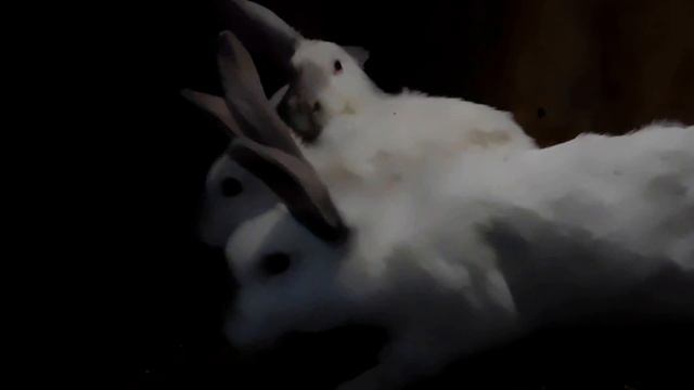 Плюсы и минусы вольерного содержания кроликов / #XATASKRAU смотреть онлайн