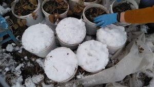 КЛУБНИКА В ВЁДРАХ. Что сделать в марте?