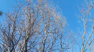 Декоративная ива с извилистыми прутиками. Ива извилистая.