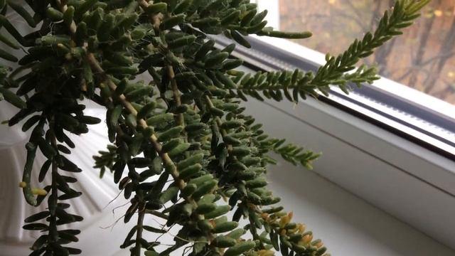 Рипсалис (Rhipsalis mesembryanthemoides) собрался цвести 2019 год смотреть онлайн