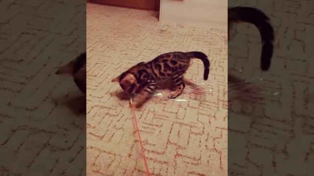 бенгальская кошка - питомник кошек Lantana Fly - "Cattery Bengal Cats" - Kasper