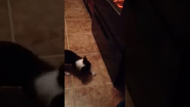 Who's that poochie?! смотреть онлайн