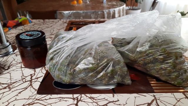 Замораживаю сосновые шишки. Ем сосновые шишки круглый год!
