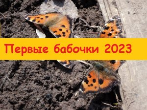 Появились первые бабочки в саду, это так невероятно, что они выжили зимой