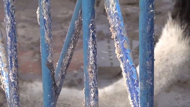 Страуси / Struthio camelus смотреть онлайн