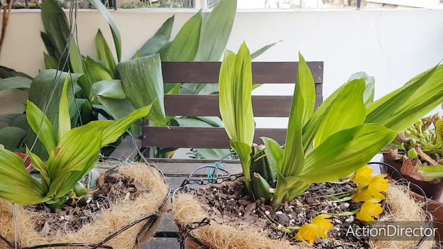 Орхидеи Ликасты Летом(lycaste)