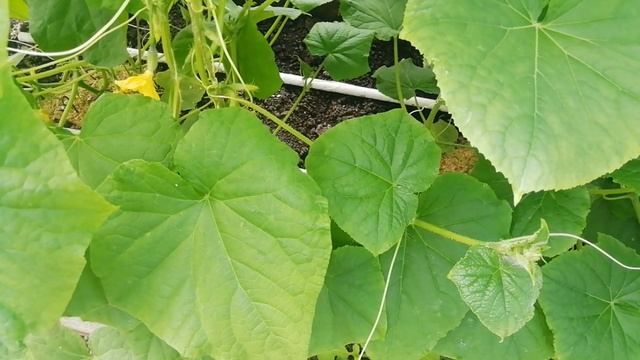 Подкормка огурцов в период плодоношения. смотреть онлайн