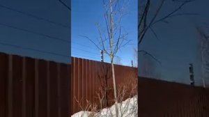 СНЭВ система нелетального электрошокового воздействия