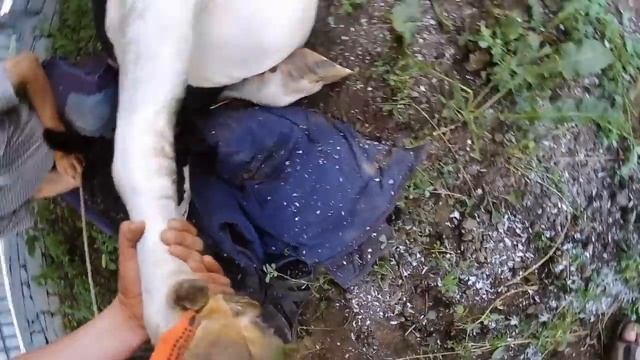 Повал коровы итальянским способом и расчистка копыт. смотреть онлайн