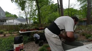 Repotting a large agave