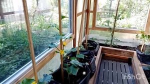 305?Выращивание огурцов в полиэтиленовых мешках?