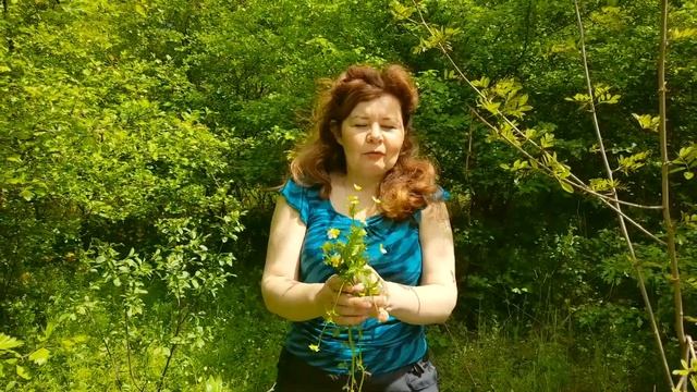 Сбор лекарственных трав. Ирина Ступка. смотреть онлайн