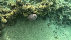 ШОК‼️БЮДЖЕТНАЯ ЧЕТВЕРКА⭐️ЧТО НАС ЖДЕТ⁉️VERGINIA RESORT & Spa ?? SHARM EL SHEIKH /