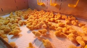 Перепела Белый ГИГАНТ от Лары из Тюмени. Отзыв.