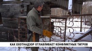 Охотнадзор отлавливает конфликтных тигров в Хабаровском крае