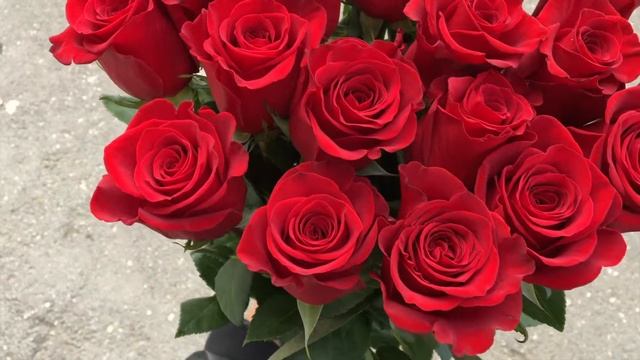 Красные Эквадорские розы сорт "Фридом" смотреть онлайн