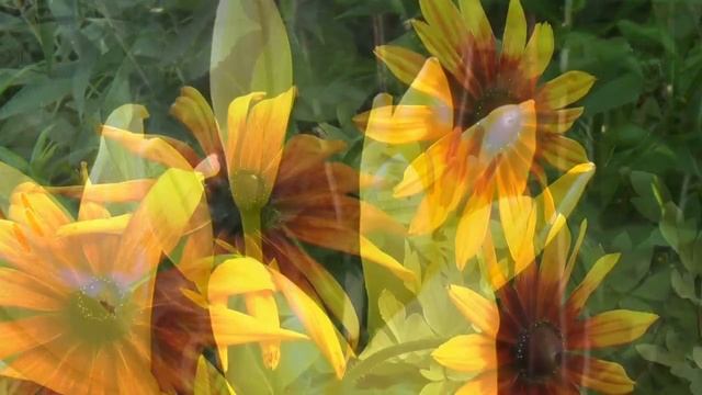 Мир цветов 2.mp4