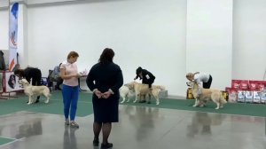 Что такое выставка собак? Зачем собаки участвуют в выставках?