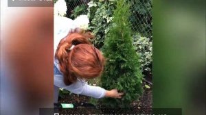 Стригу тую Смарагд , учусь топиарному искусству .#топиарий #туя #сад #garden