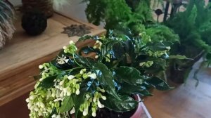 Комнатные цветы. Новинка Клеродендрум Просперо. (Clerodendrum Prospero).