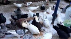 Пропоил доксициклином