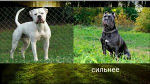 Кане-корсо против американского бульдога