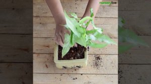 Miniature Garden - How To Create DIY Bundle of Joy | nurserylive