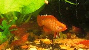 Бадис-борьба за территорию