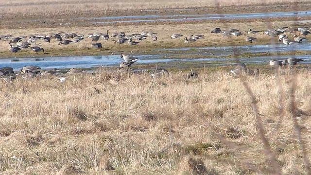 Гуси на отдыхе. смотреть онлайн
