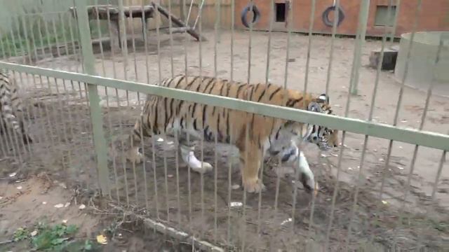 Разговорчивые тигры рады новой встрече🐯🧡 ПАРК ЗЕМЛЯ ПРАЙДА 🌿 смотреть онлайн