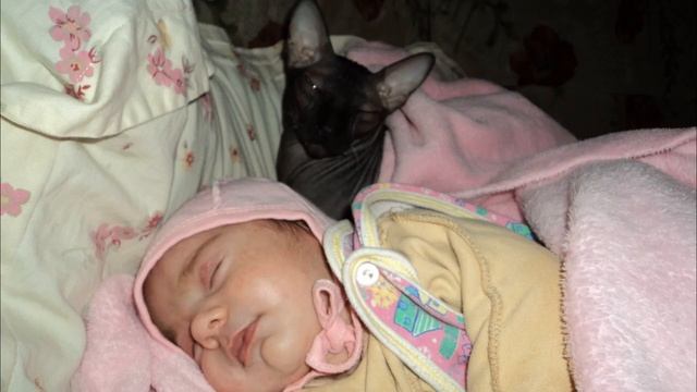 #НОРИЛЬСК/ УМЕР НАШ ЛЮБИМЫЙ КОТ/ РЕВУ НЕМОГУ/ ПОНЯЛА ЧТО ДЕЛАТЬ ДАЛЬШЕ#умеркот#умерлюбимыйкот#сфинк смотреть онлайн